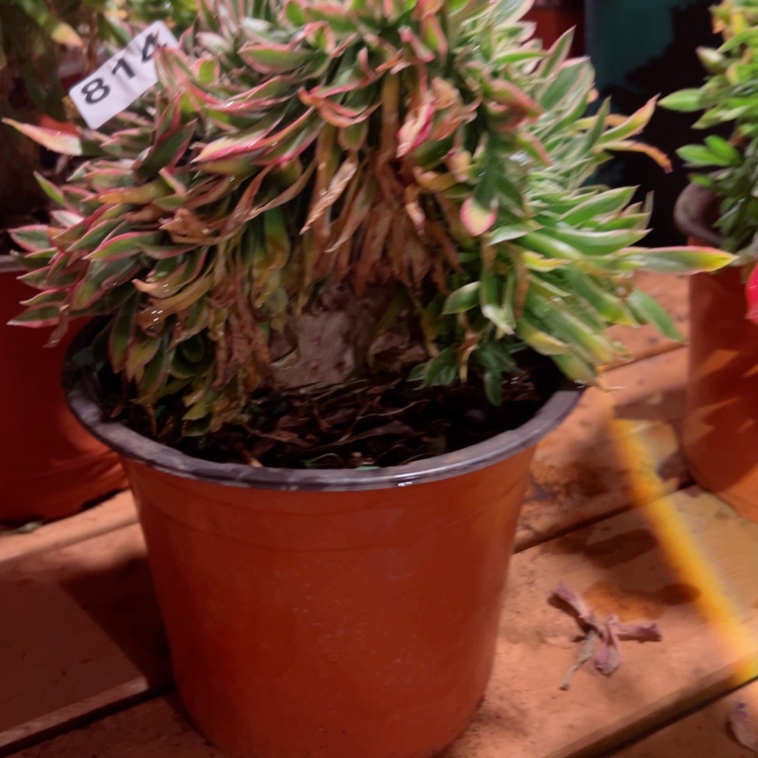 814 号多肉植物法师