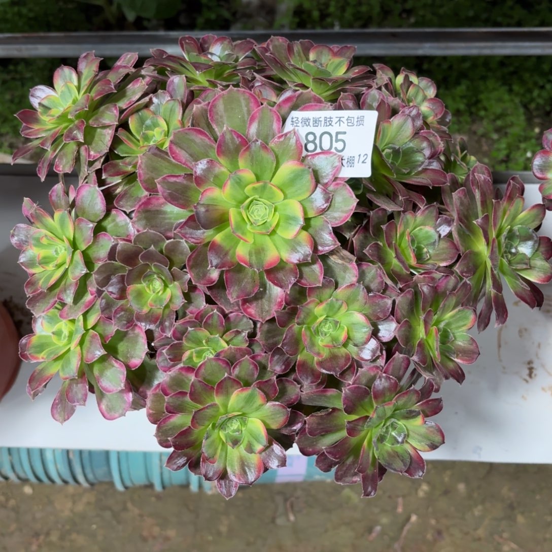 805七彩玫瑰多肉植物法师