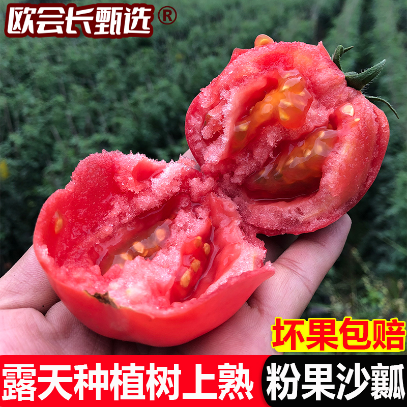 【小杨鲜果】攀枝花高山露天沙瓤西红柿蔬菜水果番茄2.5斤5斤