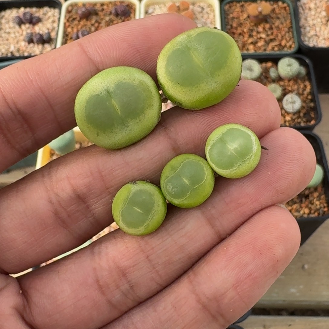 碎***冰云缦精品番杏31.20桃尻娘