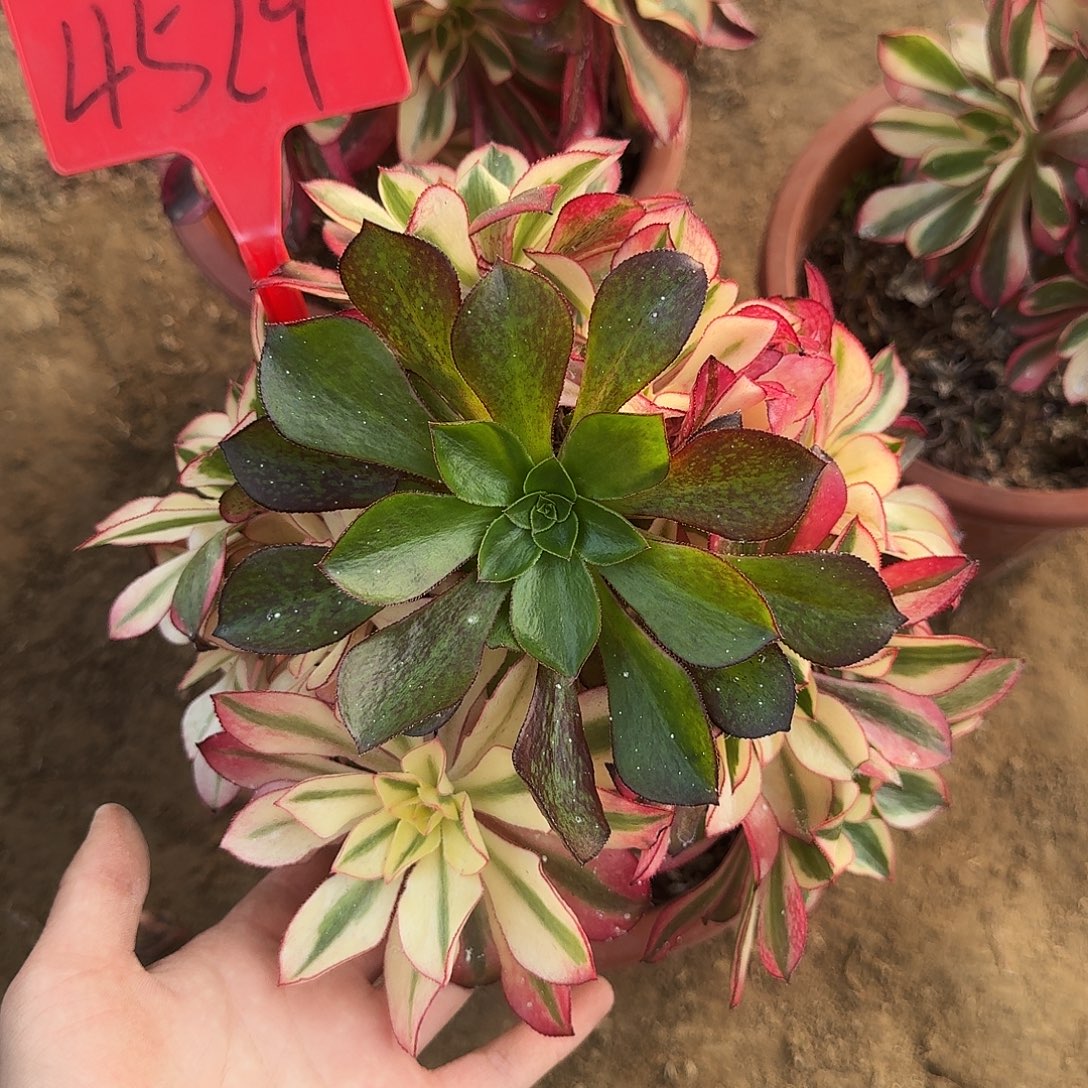 4529魅影母本多肉法师