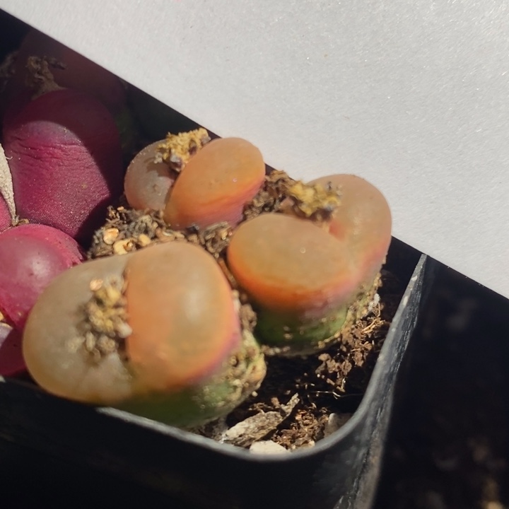 27290有伤一组一组