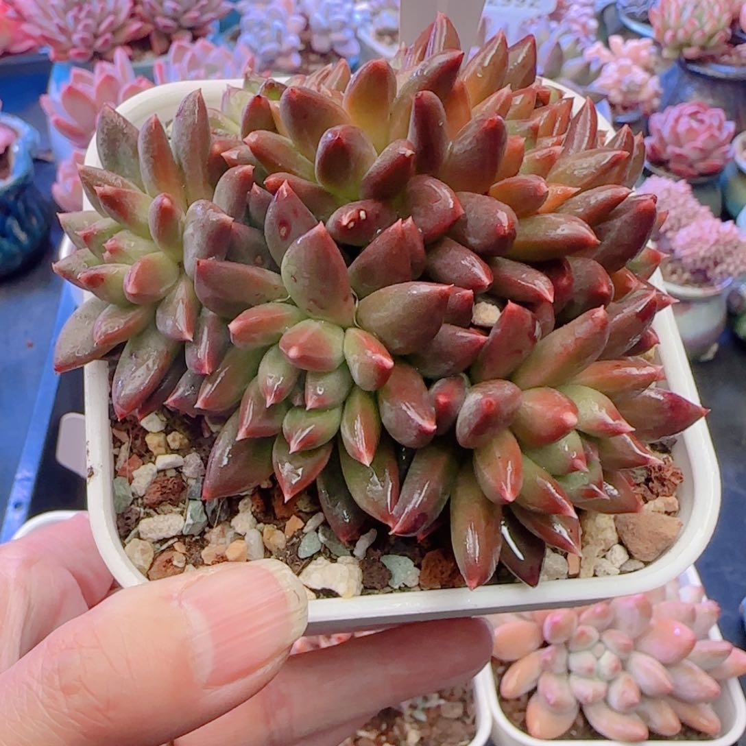 多肉植物3077……………..