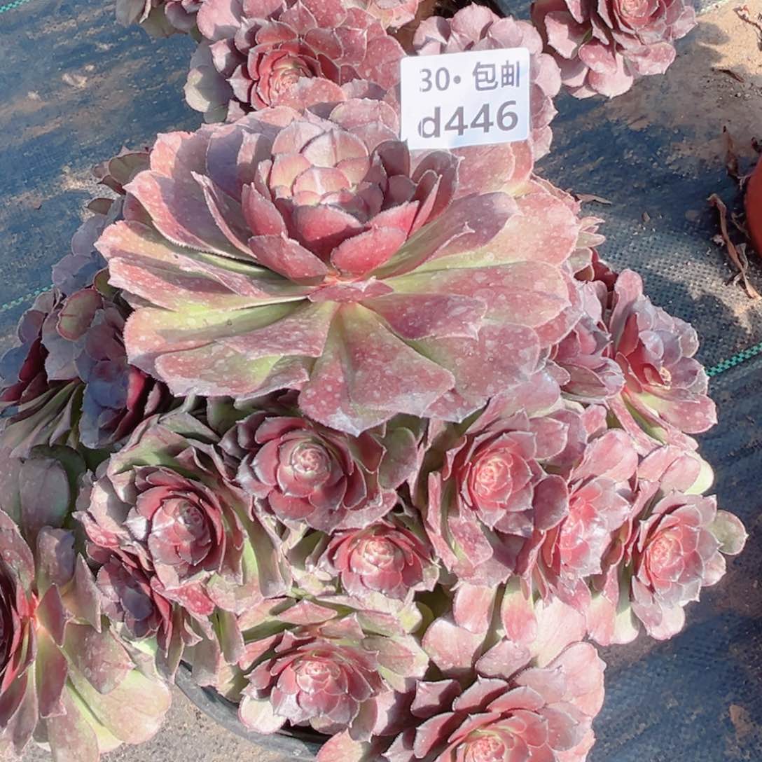 446红太阳多肉法师