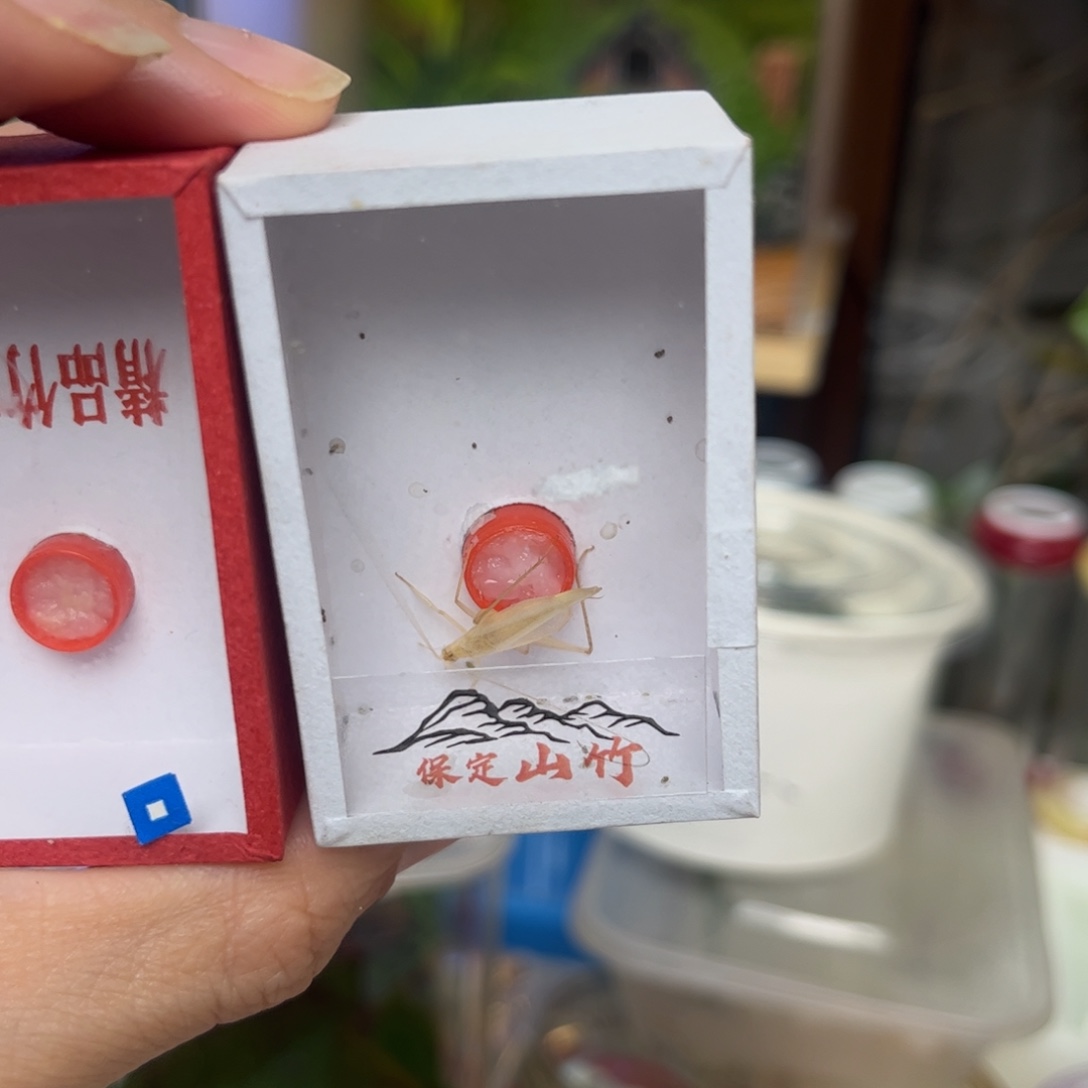 小***选山竹1只拍拍拍拍拍