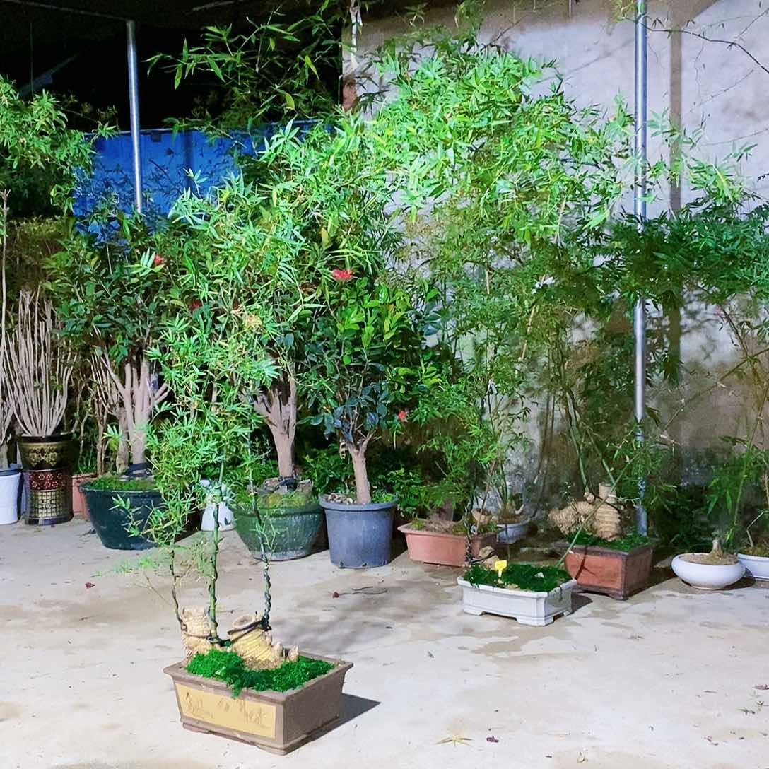 小叶簕竹一物一拍