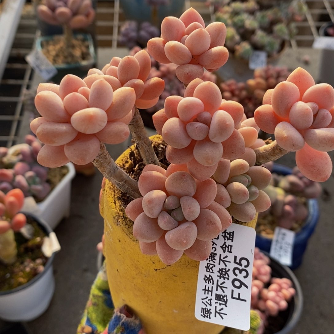 鱼子酱935/9cm多肉