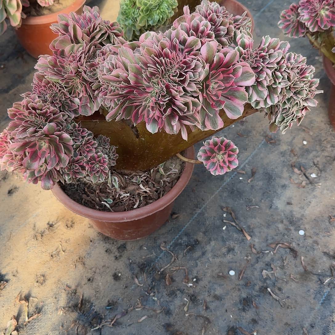 毛***虫女巫缀化脱土发货