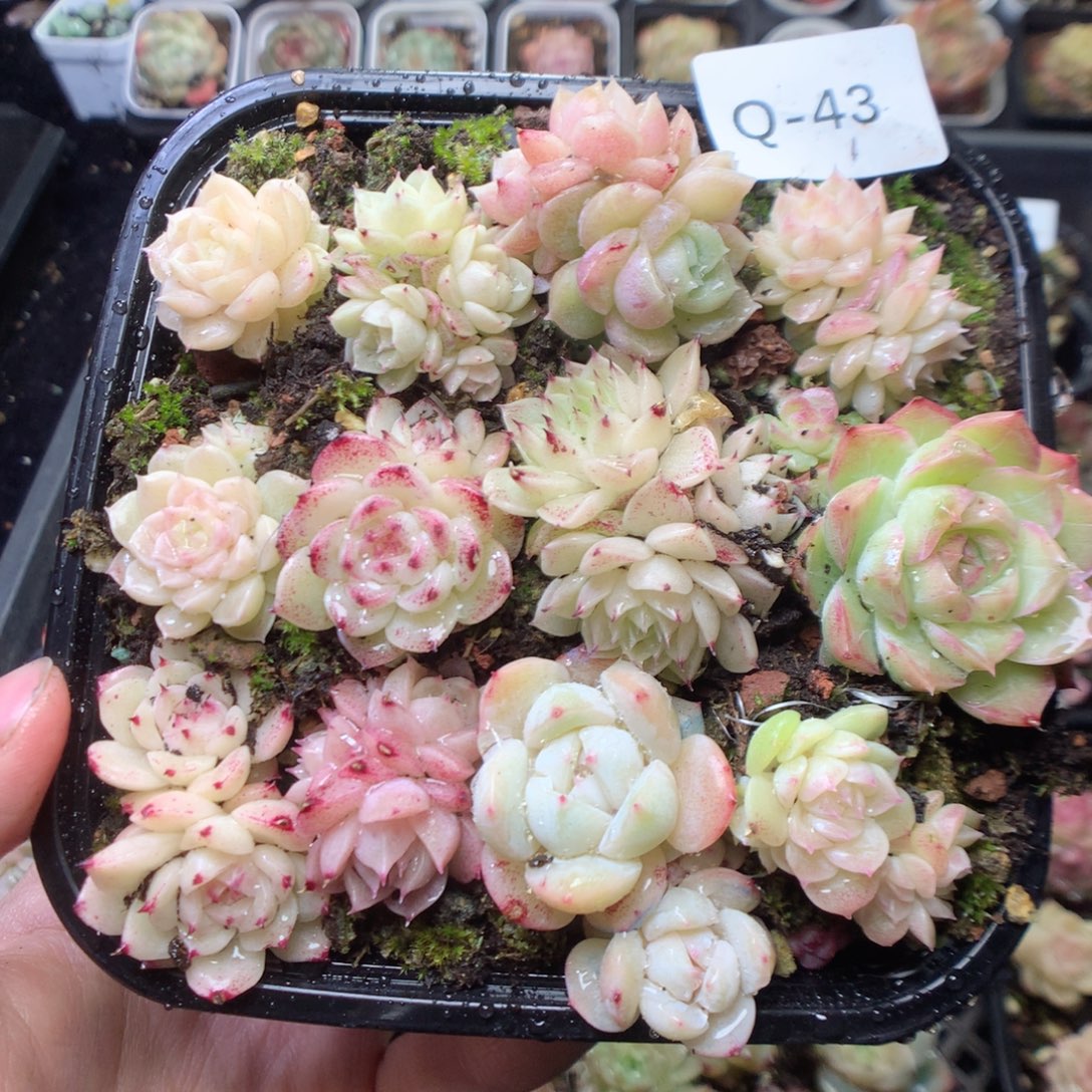 无花朵Q43。yyyyyyyyyy