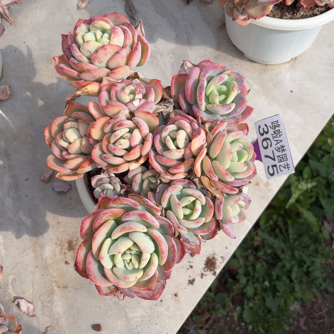 开开心心每一天3675