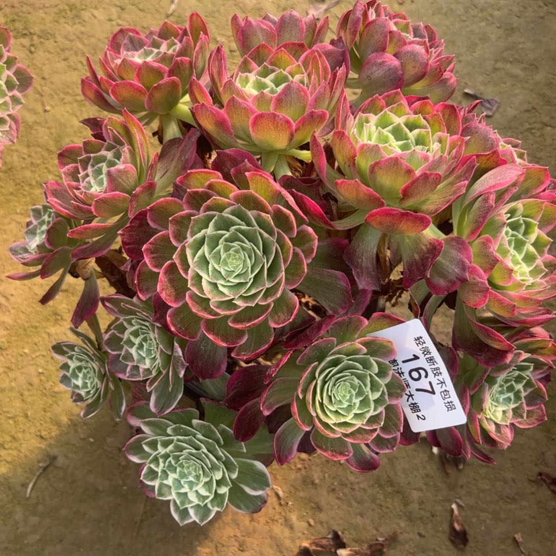 167水蜜桃多肉植物法师