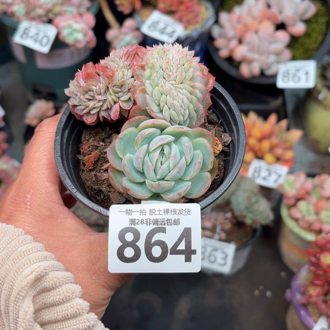 贝瑞缀无盆土发货