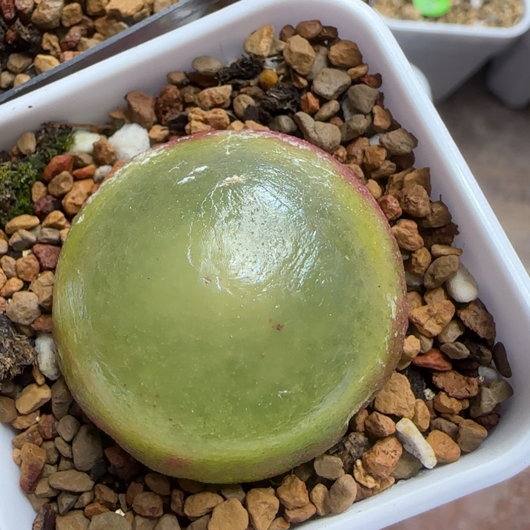 用***4专拍漂亮多肉植物217