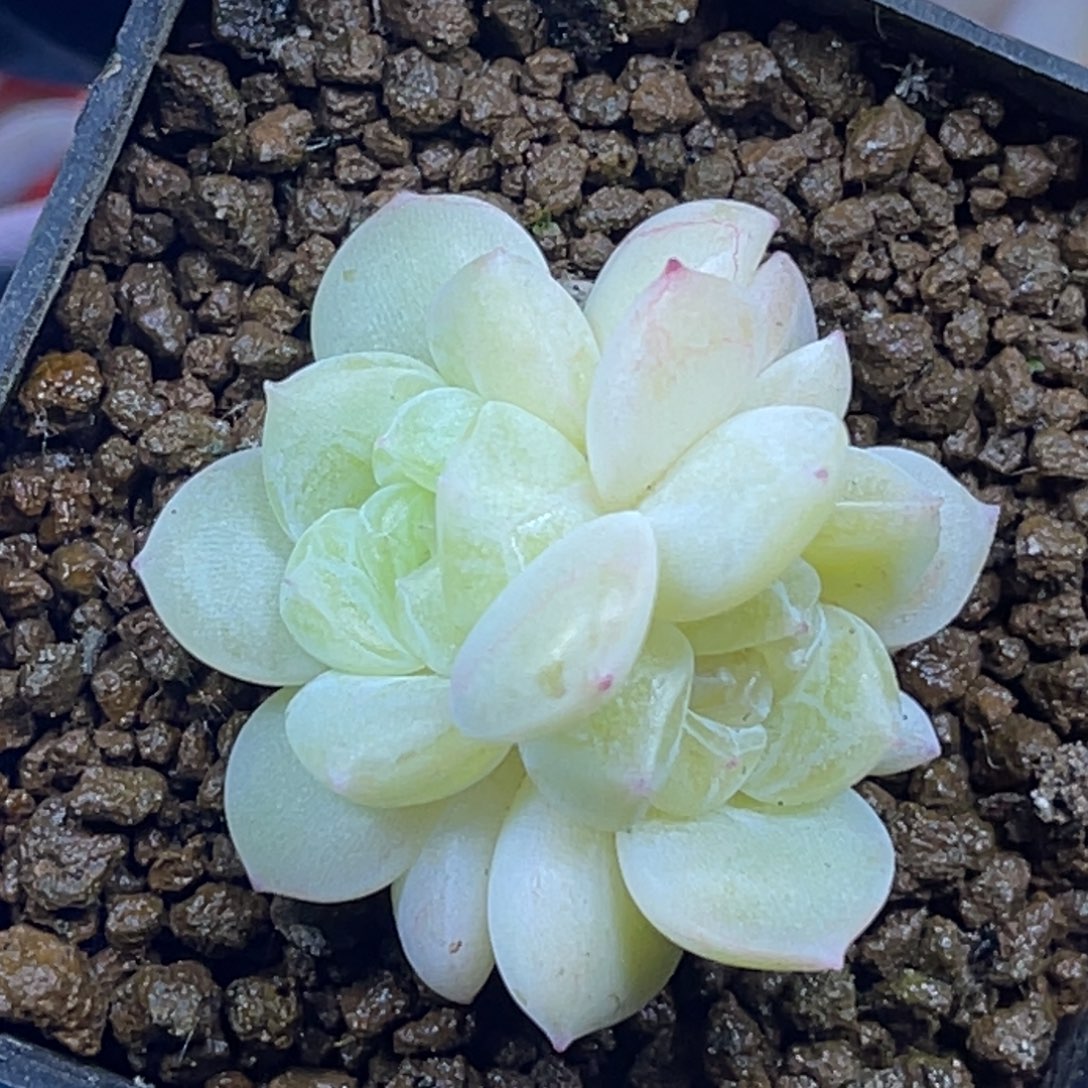 财富密码 新财 双头 多肉植物