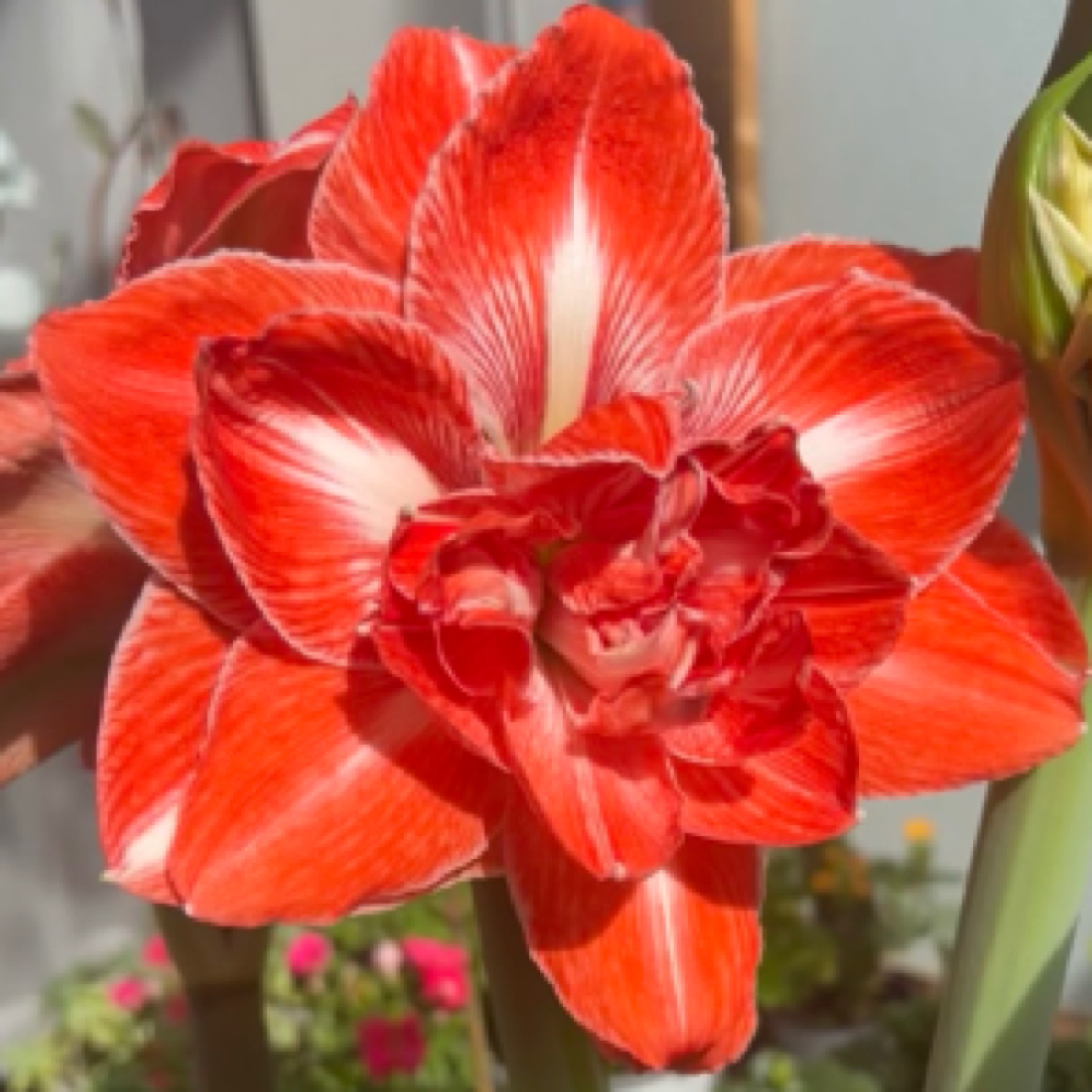 【阳光少女】朱顶红包对版重瓣大花形自然球