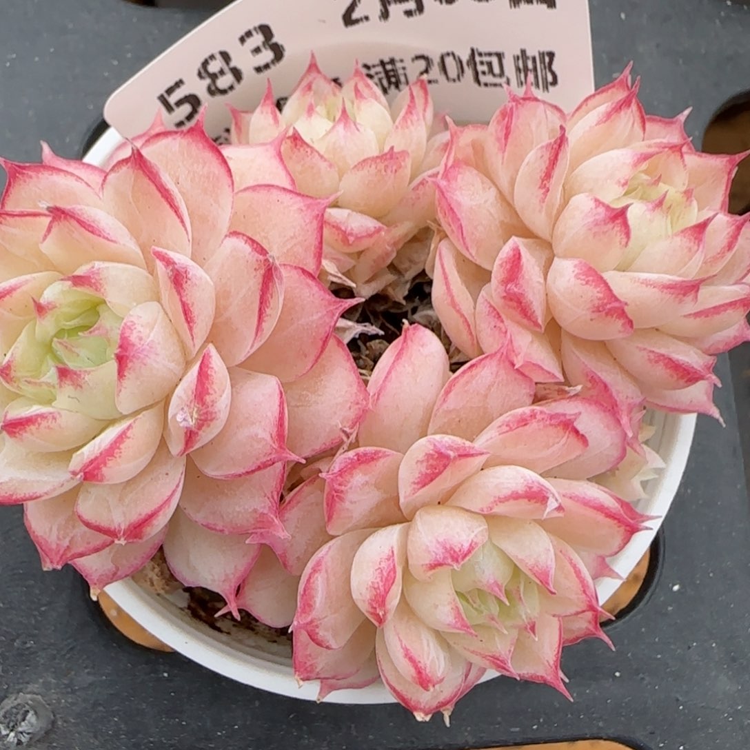 花语逸镜0203-583