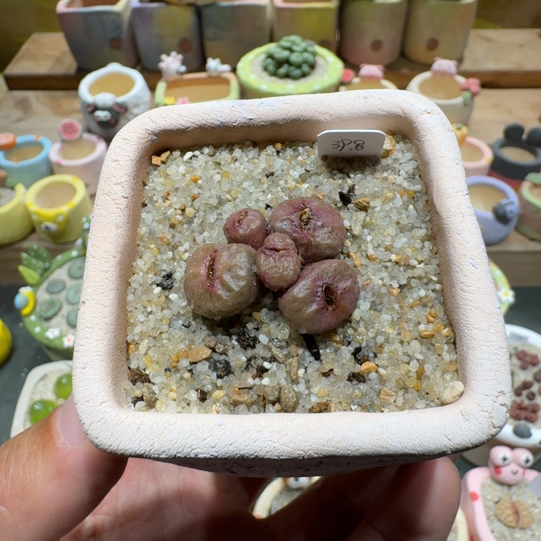 蘑菇1227烧麦多肉植物