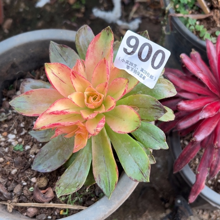 900多肉植物荷花