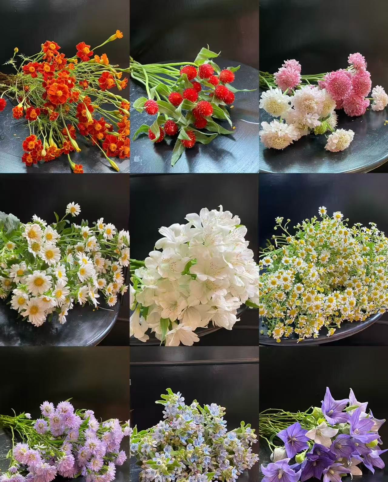 草花、配花、洋桔梗【全场任选8扎顺丰包邮 】 云南基地直发