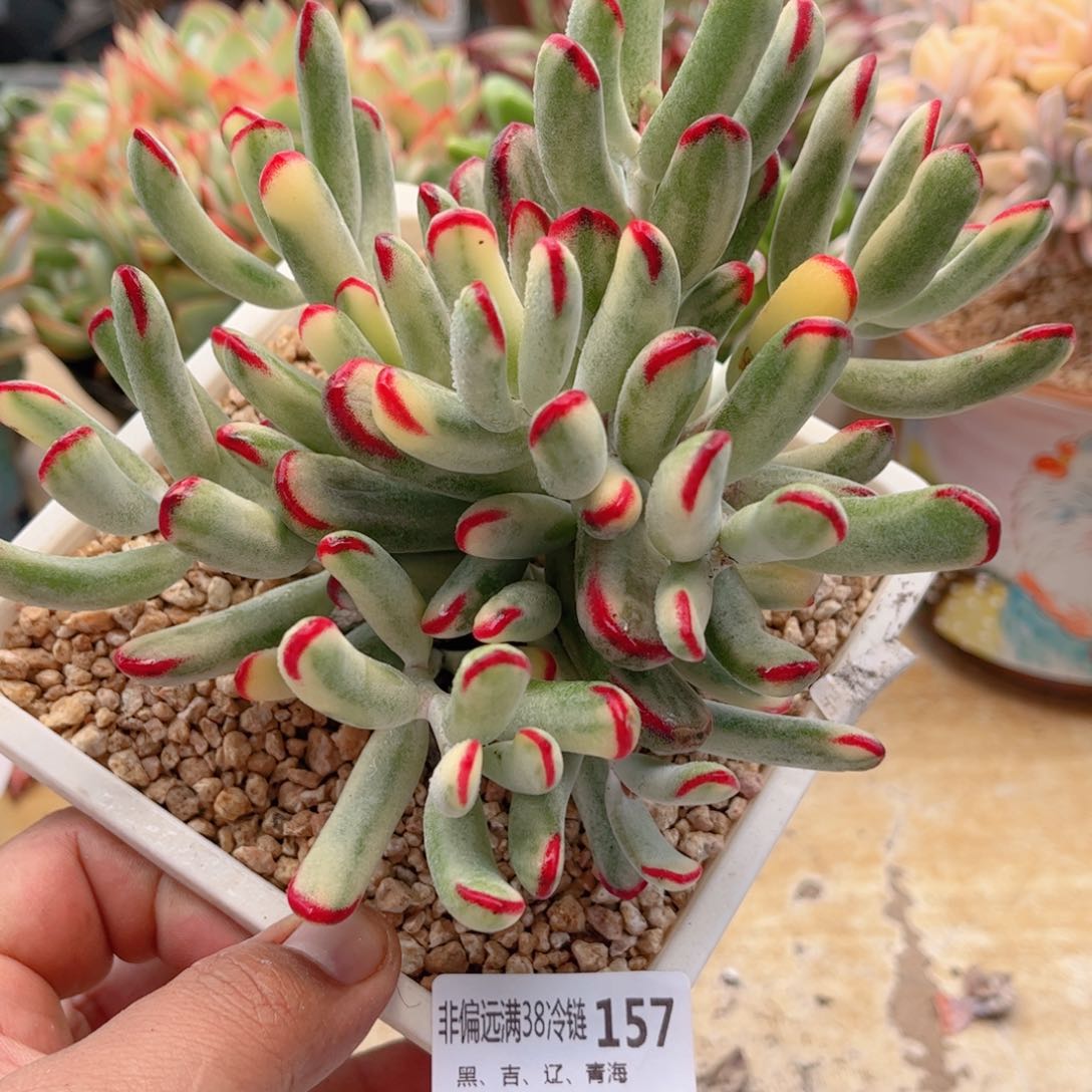 157棒叶福娘锦德华多肉