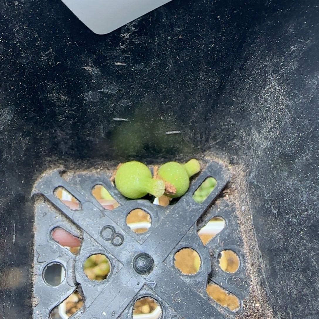 小葫芦一颗2497。   