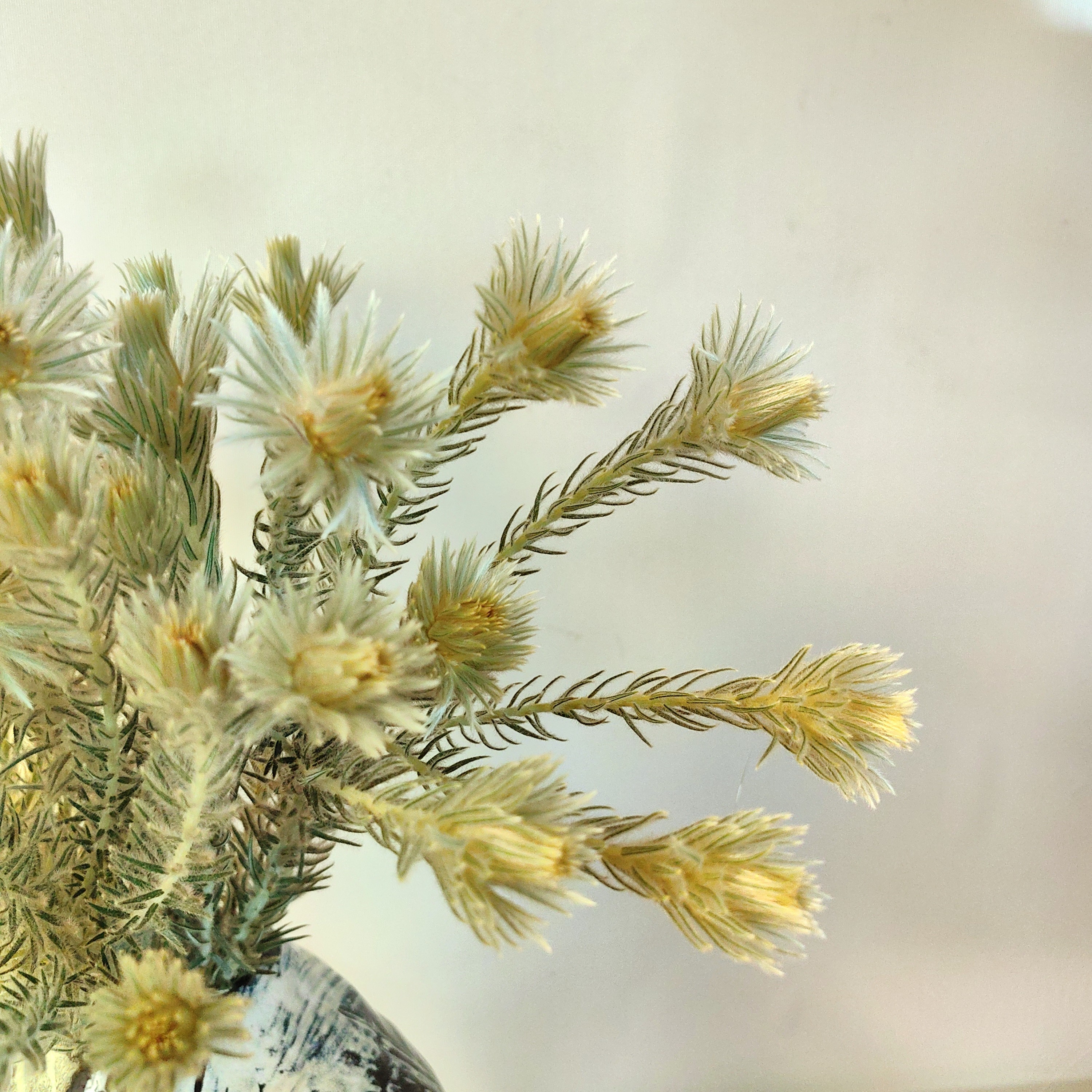 花中圆   进口金鹅绒鲜花，可做干花，不变色。