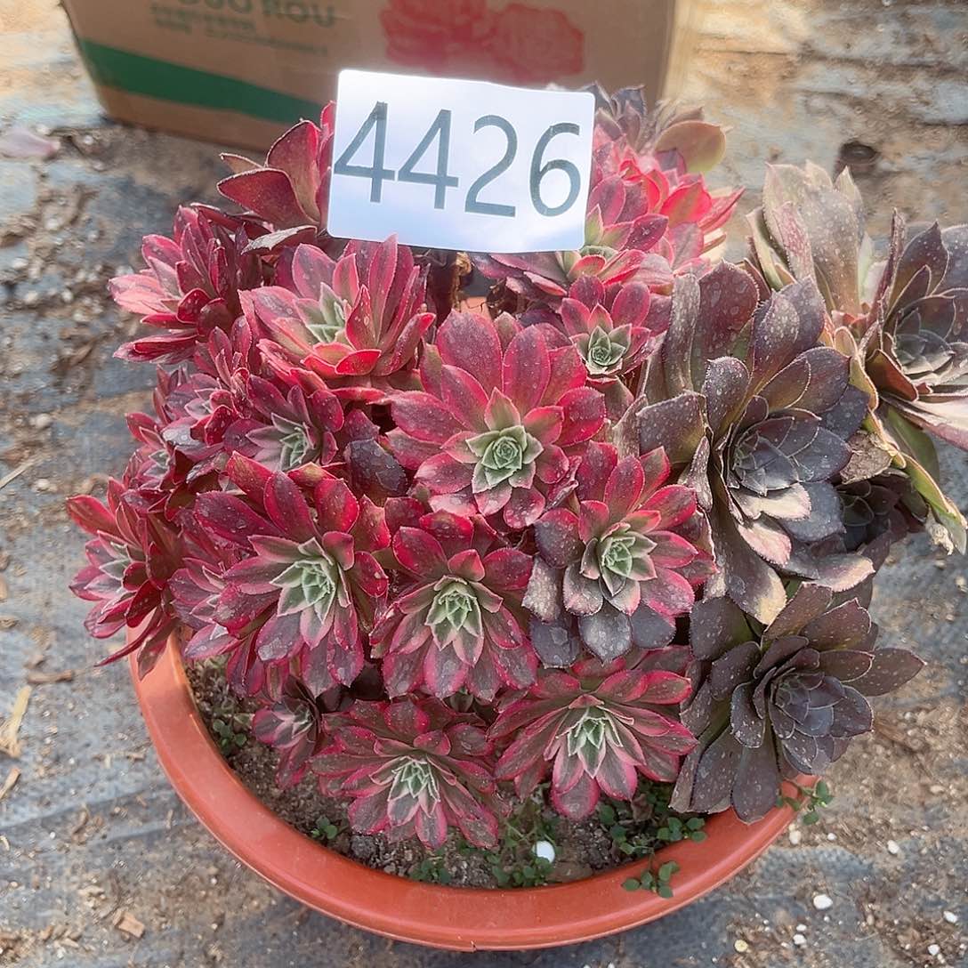 4426粉体安娜多肉植物