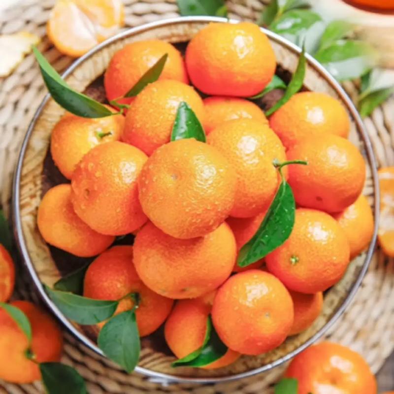 四川金秋砂糖桔纯甜皮薄沙糖桔新鲜采摘 应季水果
