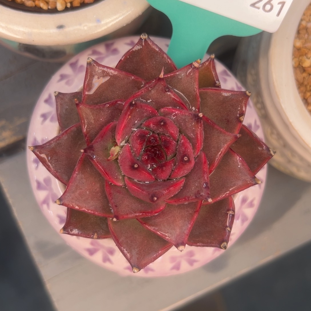 多肉一物一拍0216-261