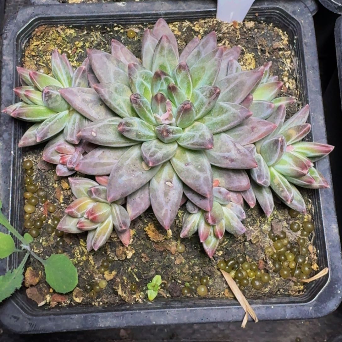 用**梅新品暗纹美人发货