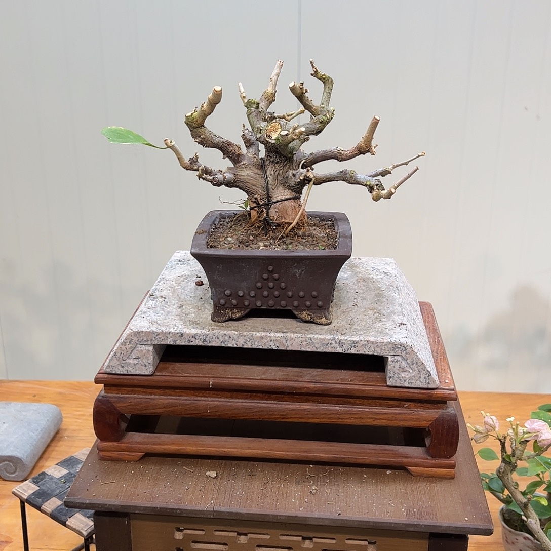 O***N无花朵三角梅盆景同安红