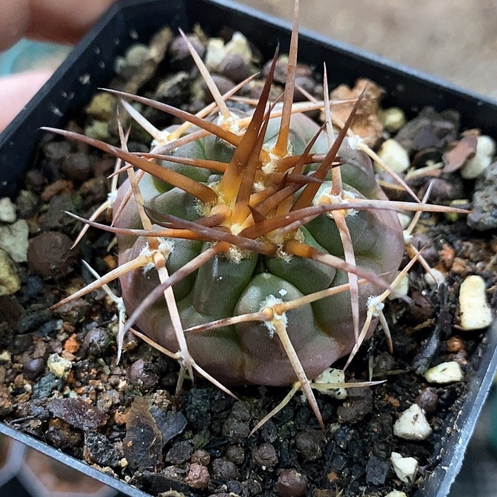 孤品实生优选粗刺守金摩天龙3.8cm