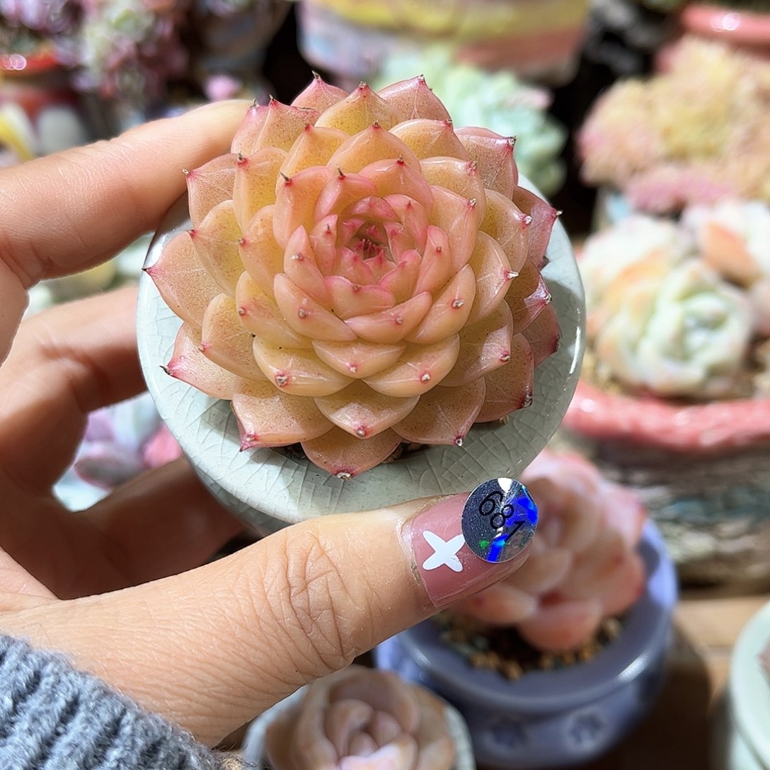 681 多肉含盆土30元包邮除偏远