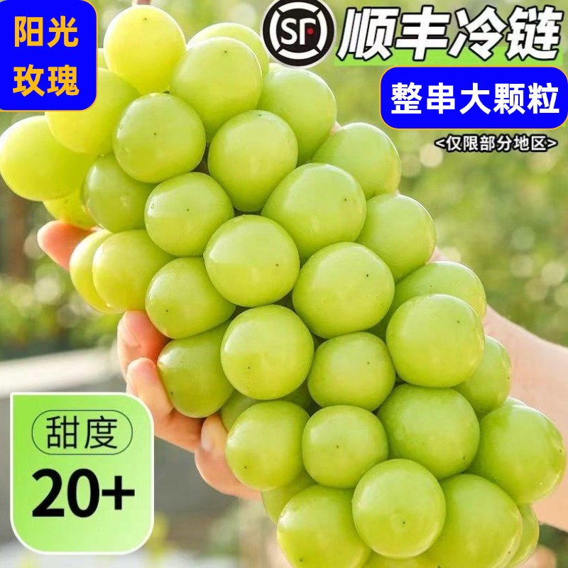 正宗阳光玫瑰晴王爆甜葡萄青提新鲜应季鲜甜多汁顺丰发货