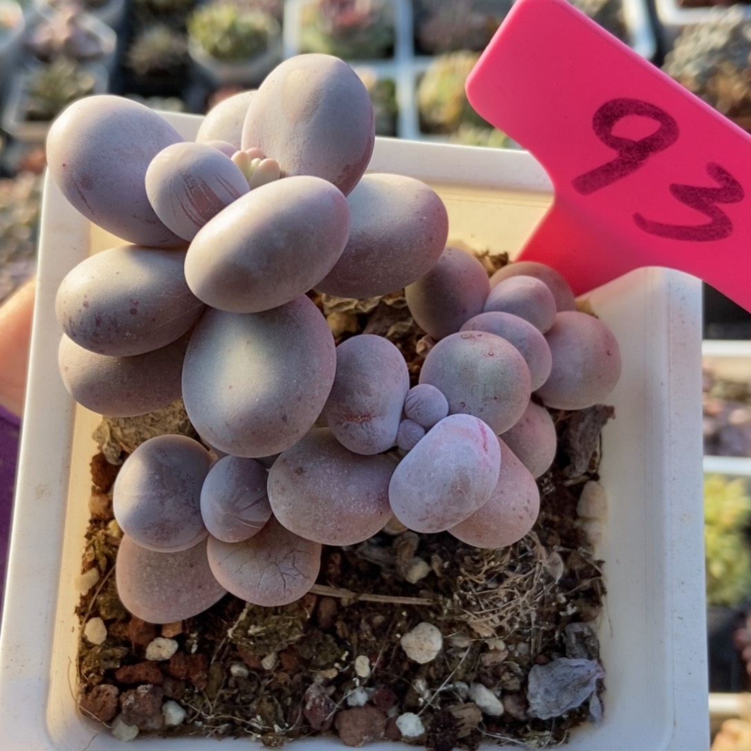 93烟美人多肉植物多肉