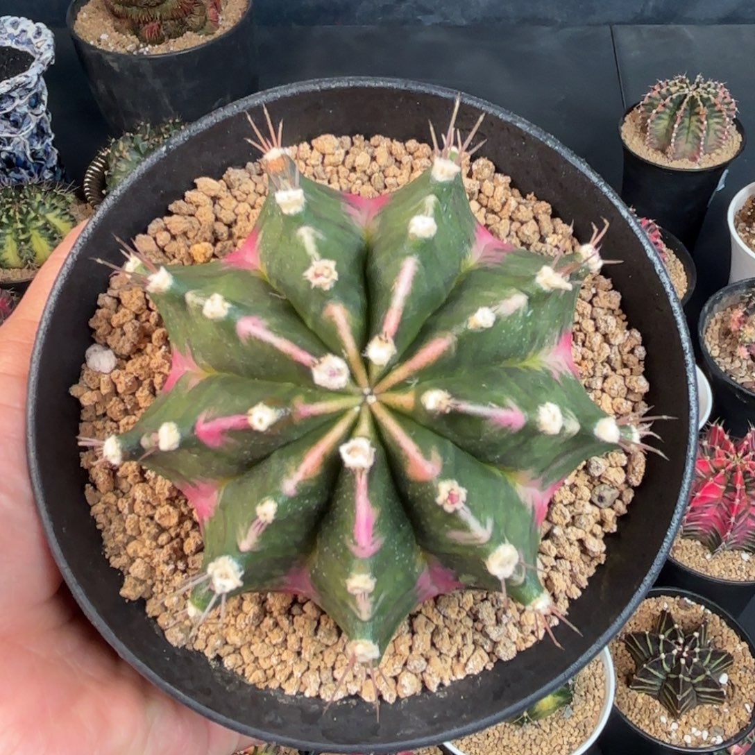 泰系米哈仙人球系列005