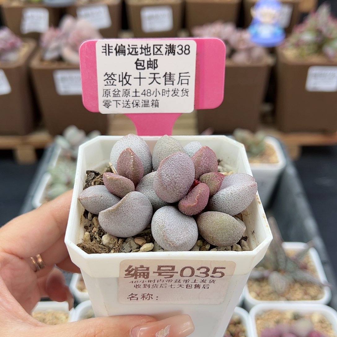 035甜心多肉植物