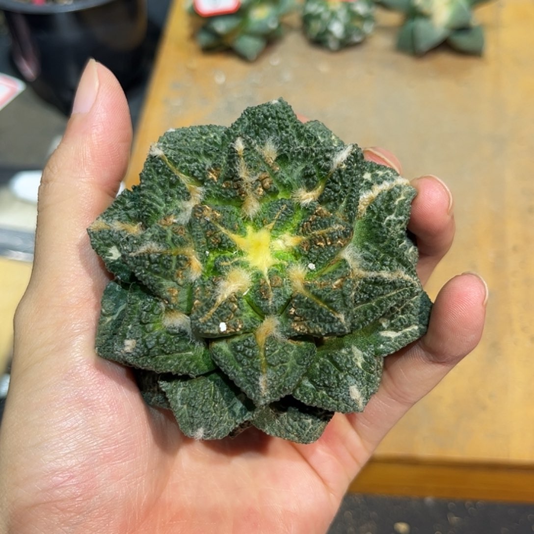 10号自根战损辛盾