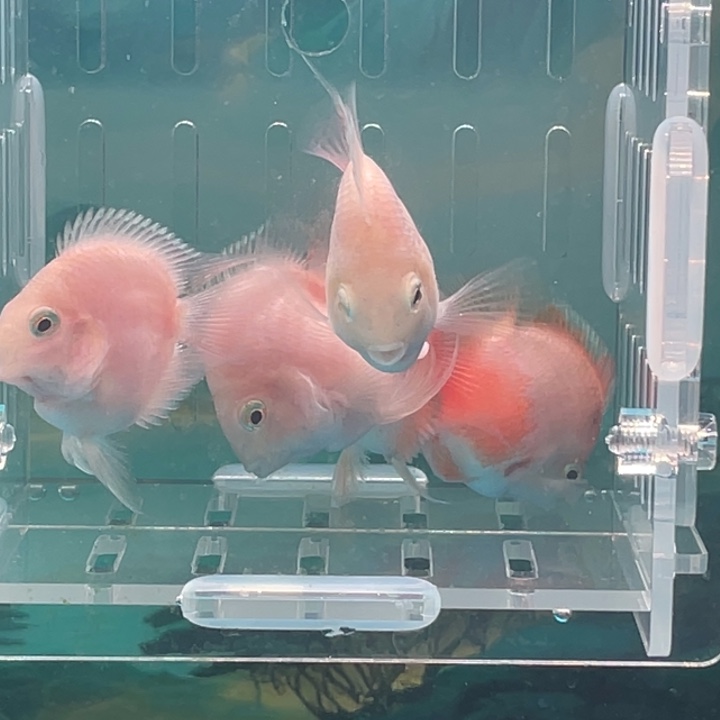 鹦鹉鱼胭脂粉4公1母2号单