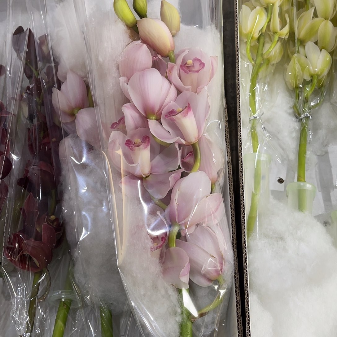 完全开放蕙兰（诱惑）1枝