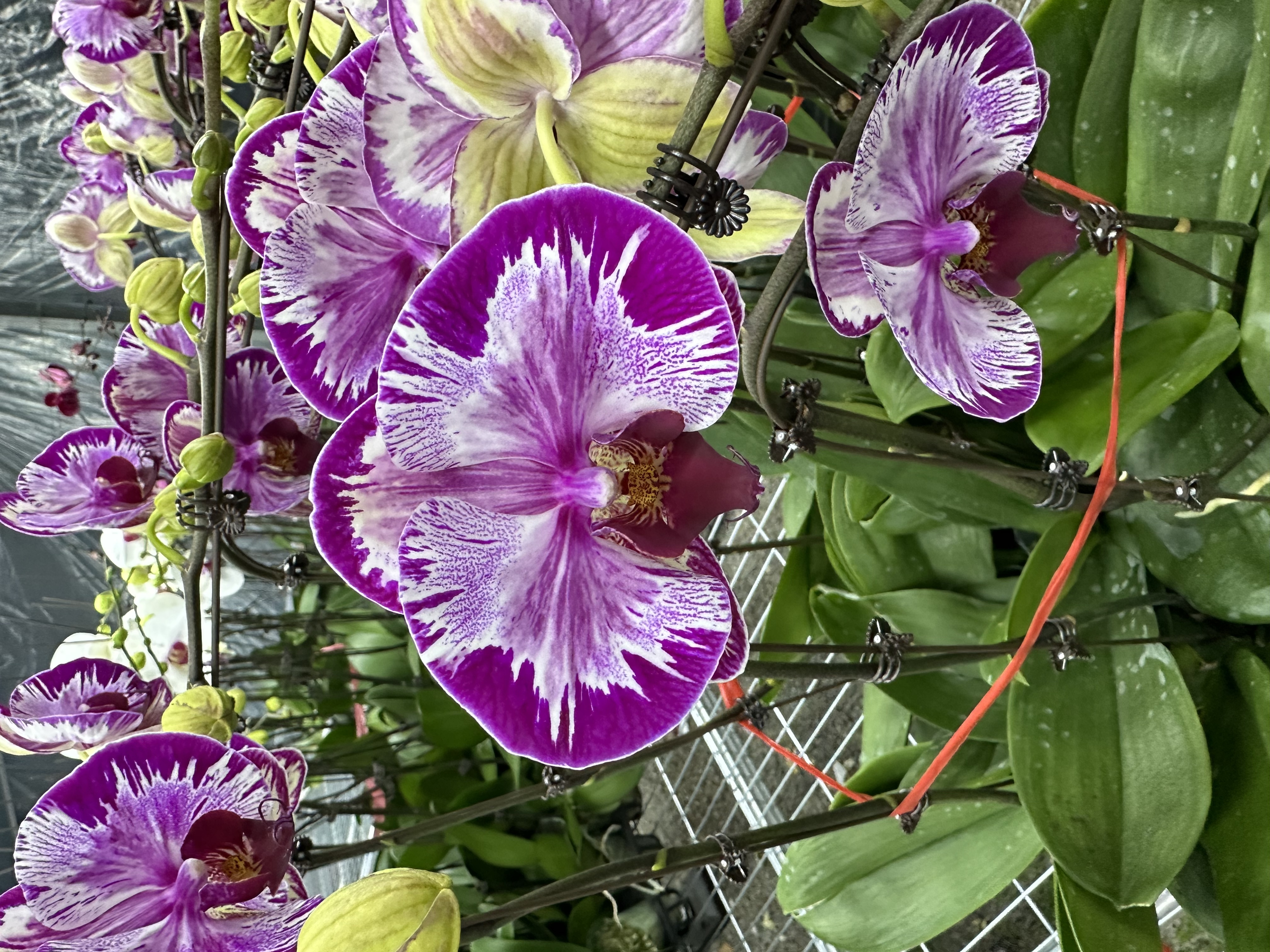 花之恋【大展宏图】蝴蝶兰鲜花