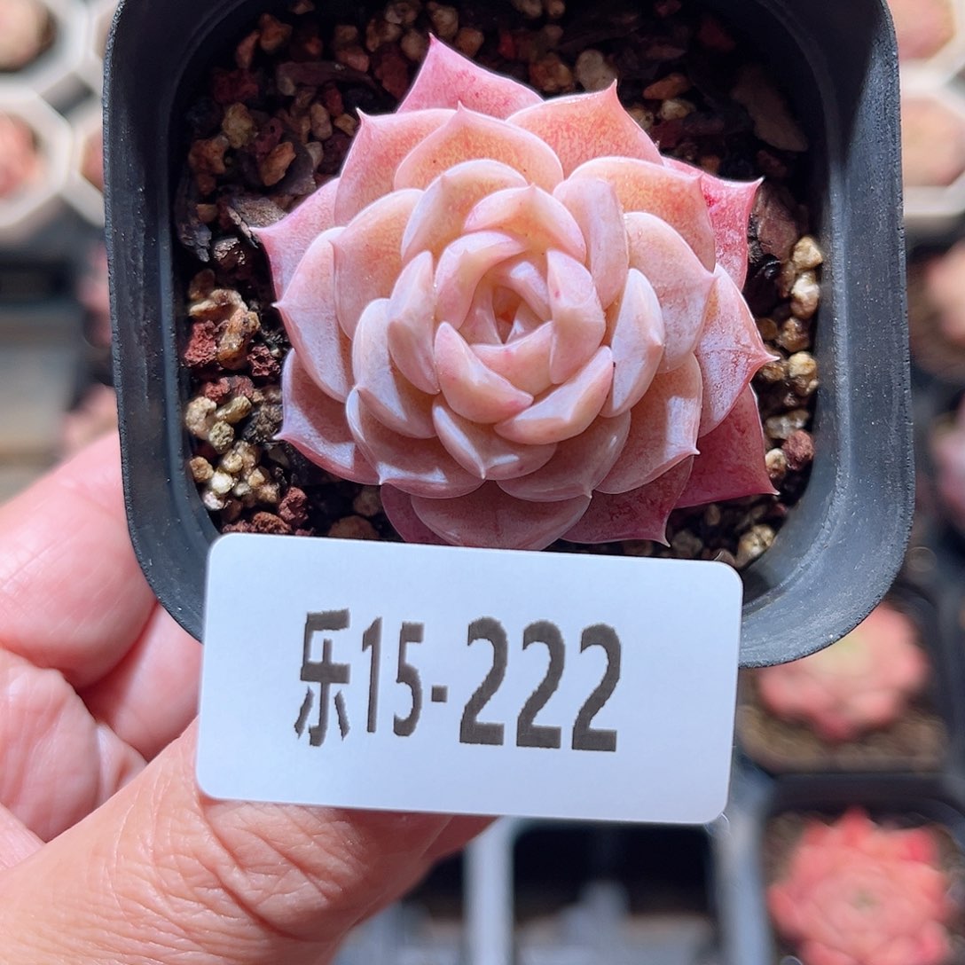 乐15-222 纯爱单头 