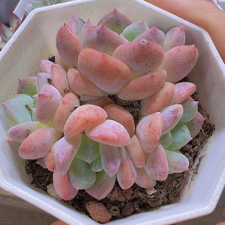 k18群19包邮多肉植物