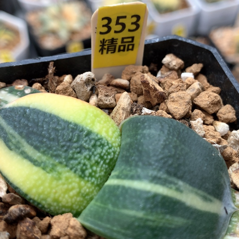 【闪购商品】353珍珠卧牛