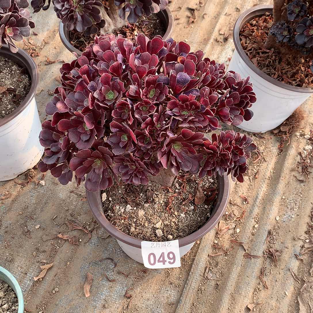 红陶049欧紫朵朵微瑕