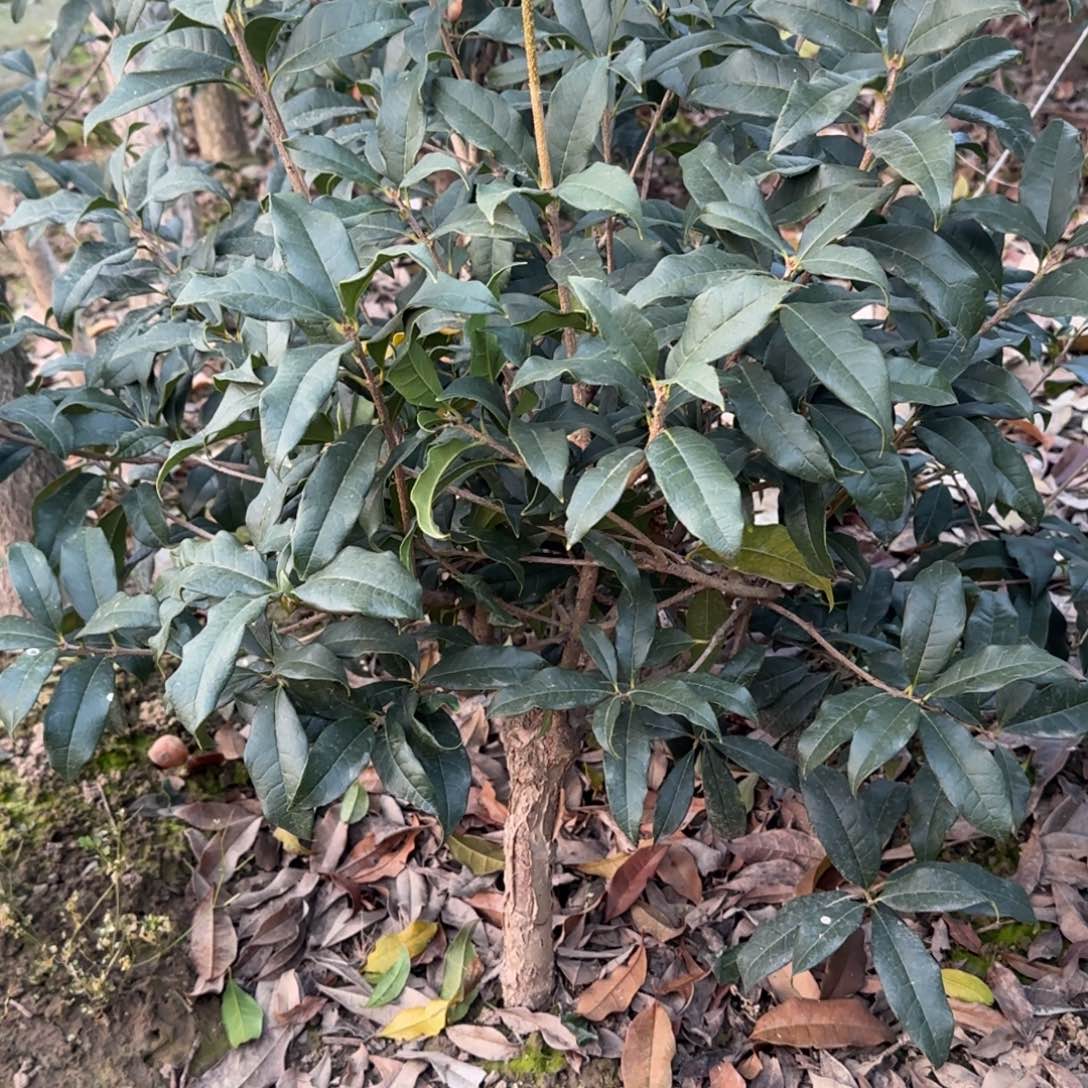 張****无花朵桂花。八月桂系列