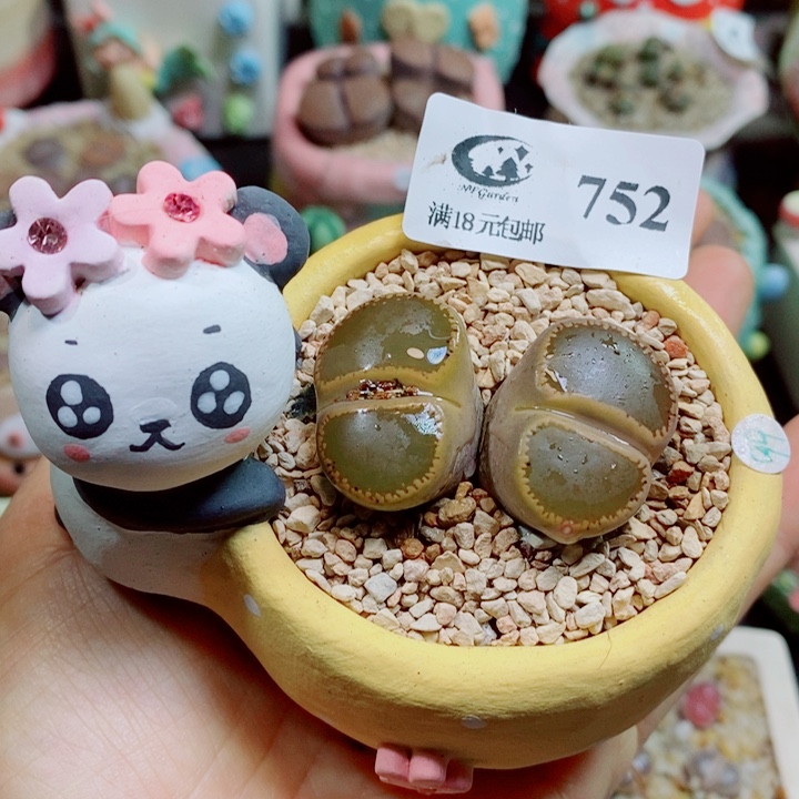 生石花花花花花花花花752