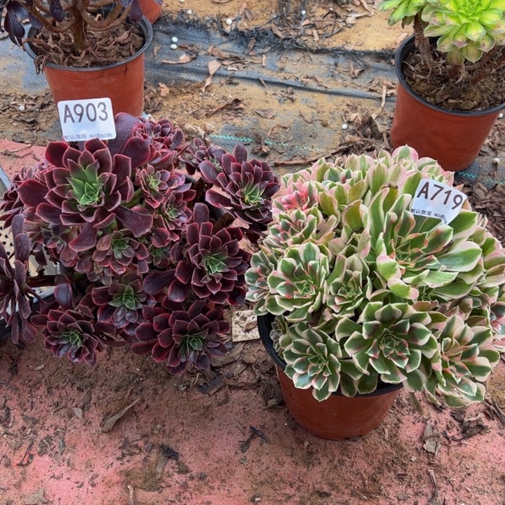 组合2颗多肉植物903.