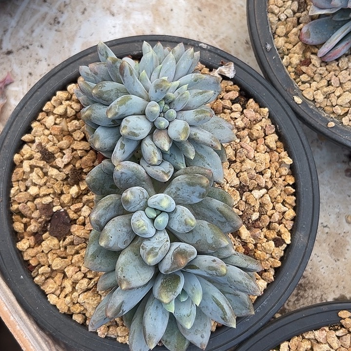 胖体哥特萝莉缀化