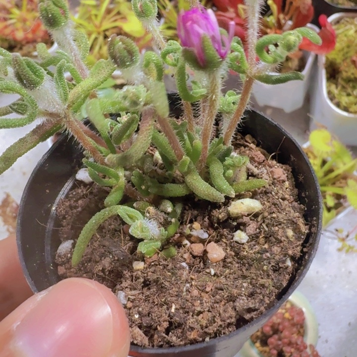 狐尾枝干五厘米盆一颗